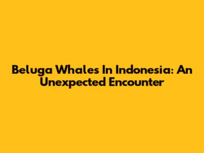 Beluga Whales In Indonesia: An Unexpected Encounter