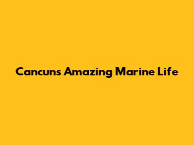 Cancun's Amazing Marine Life