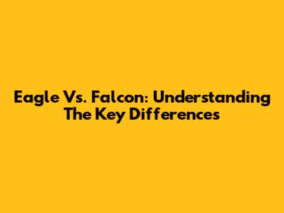 Eagle Vs. Falcon: Understanding The Key Differences