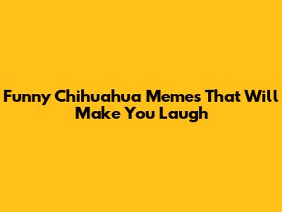 Funny Chihuahua Memes That Will Make You Laugh