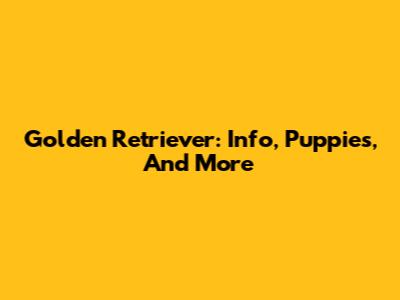 Golden Retriever: Info, Puppies, And More