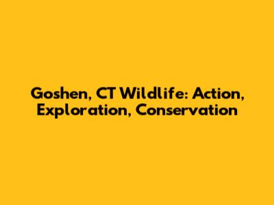 Goshen, CT Wildlife: Action, Exploration, Conservation