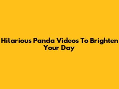 Hilarious Panda Videos To Brighten Your Day