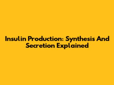 Insulin Production: Synthesis And Secretion Explained
