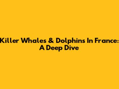 Killer Whales & Dolphins In France: A Deep Dive