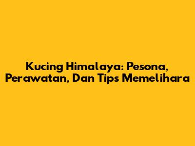 Kucing Himalaya: Pesona, Perawatan, Dan Tips Memelihara