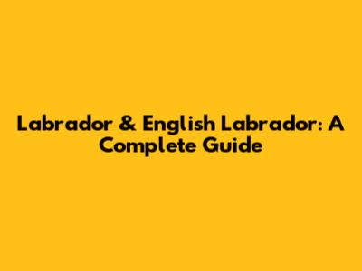 Labrador & English Labrador: A Complete Guide