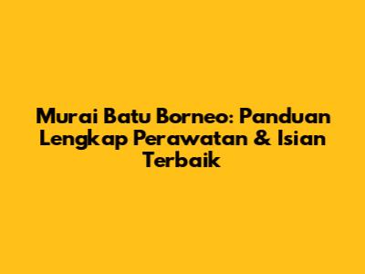 Murai Batu Borneo: Panduan Lengkap Perawatan & Isian Terbaik