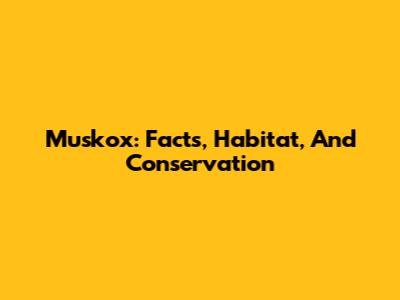 Muskox: Facts, Habitat, And Conservation