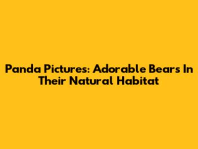 Panda Pictures: Adorable Bears In Their Natural Habitat