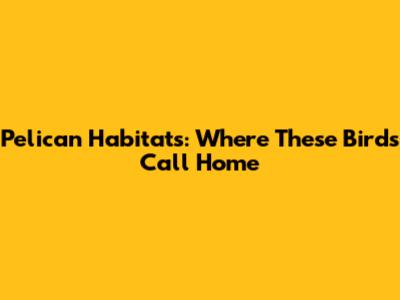 Pelican Habitats: Where These Birds Call Home