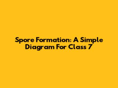 Spore Formation: A Simple Diagram For Class 7