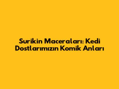 Surikin Maceraları: Kedi Dostlarımızın Komik Anları