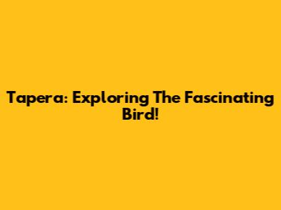 Tapera: Exploring The Fascinating Bird!