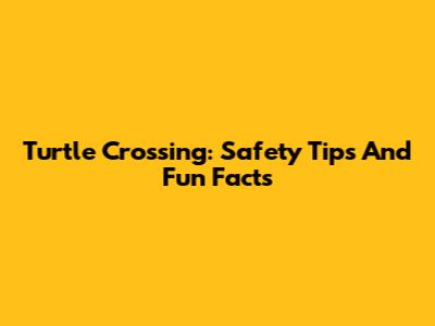 Turtle Crossing: Safety Tips And Fun Facts
