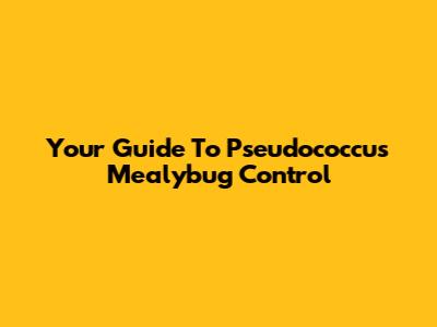 Your Guide To Pseudococcus Mealybug Control